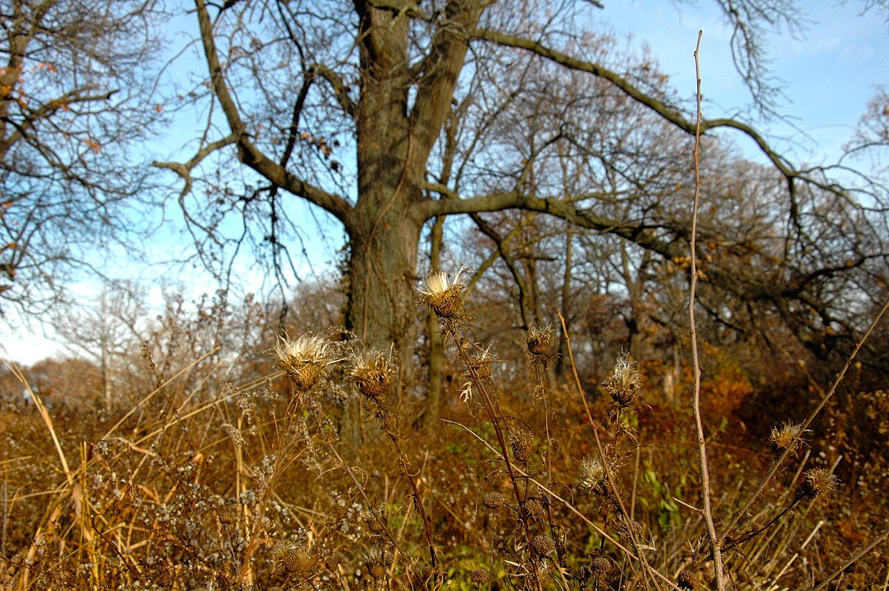 Woodland in Forest Park, St. Louis